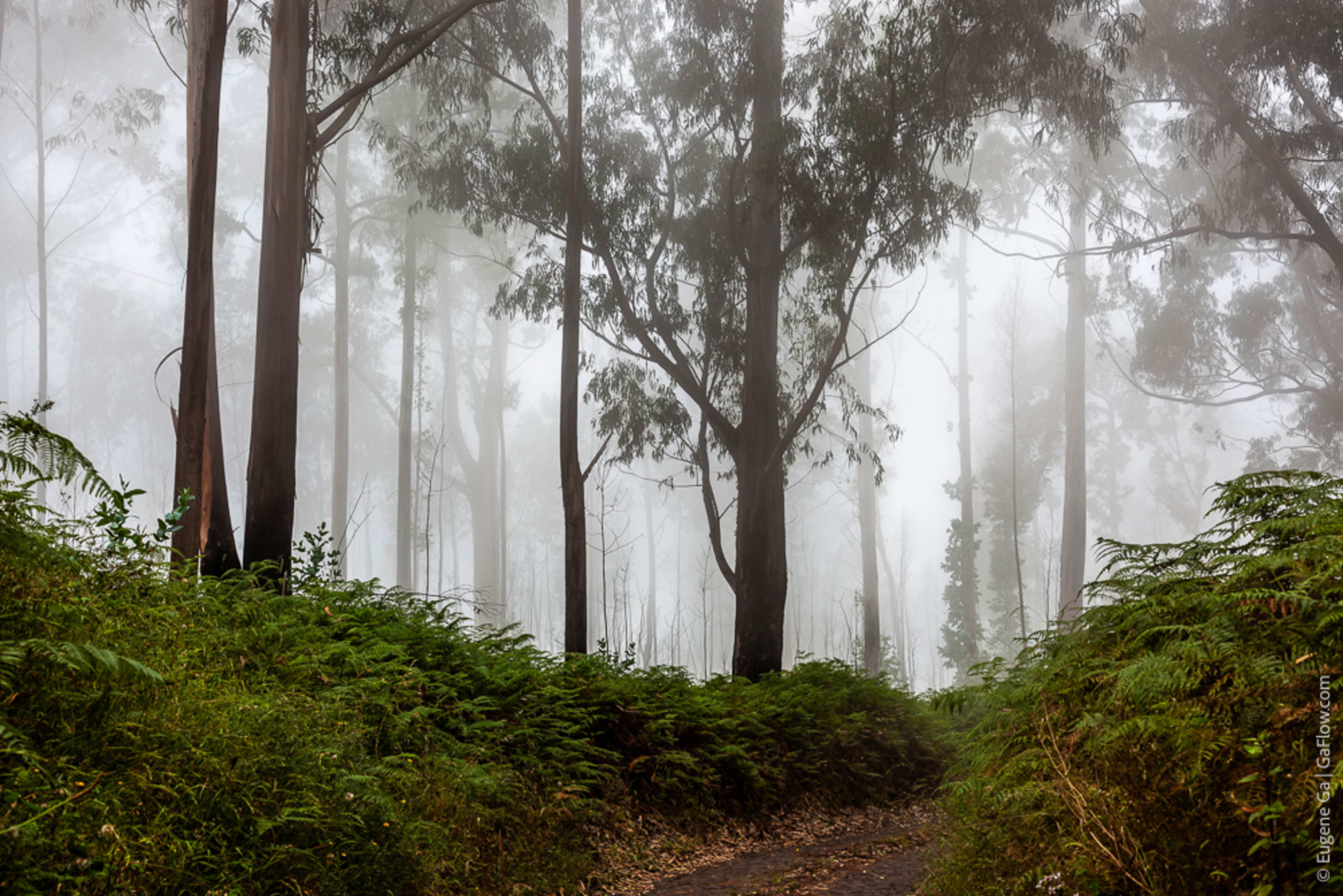 Eucalyptus