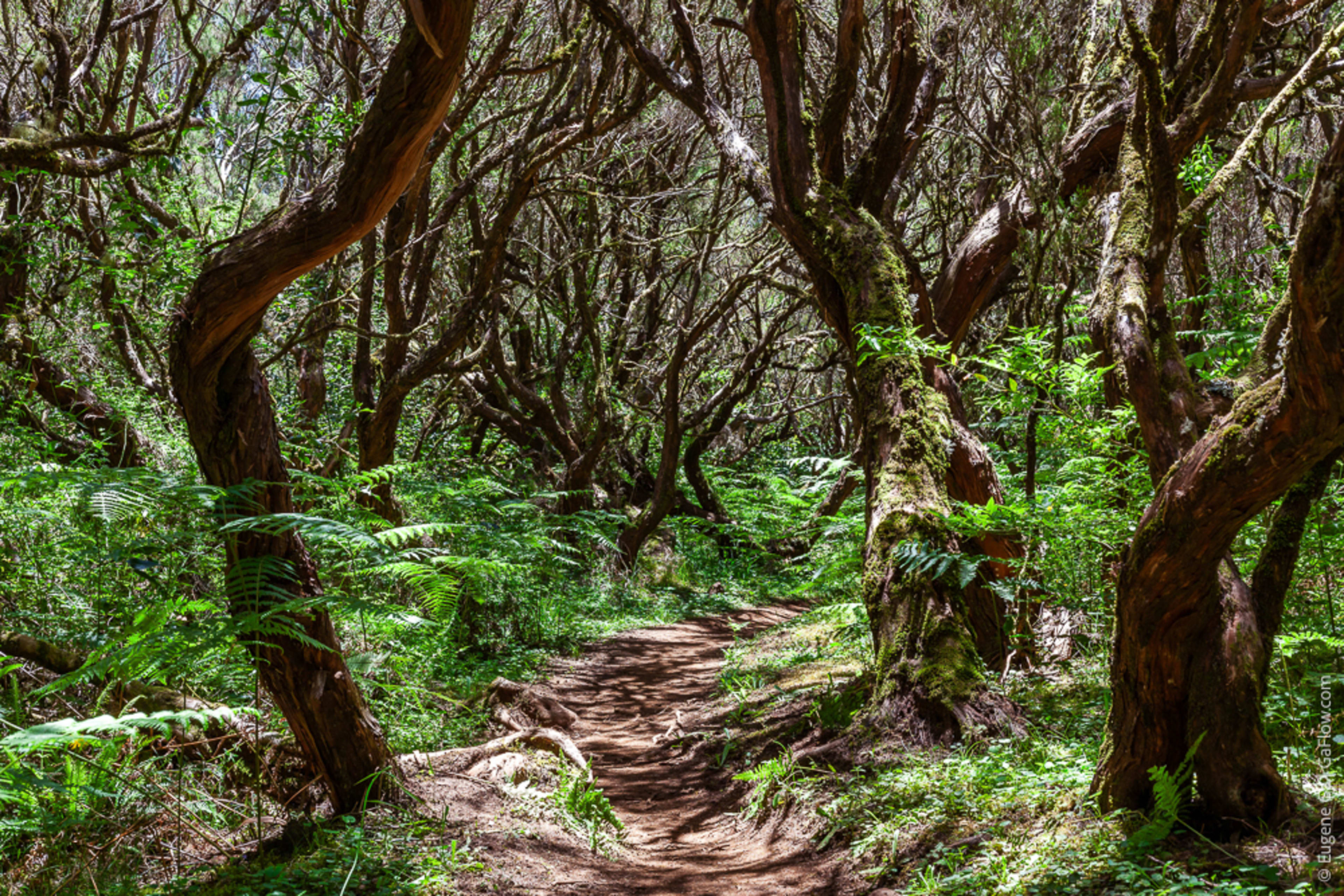 Forest Trail