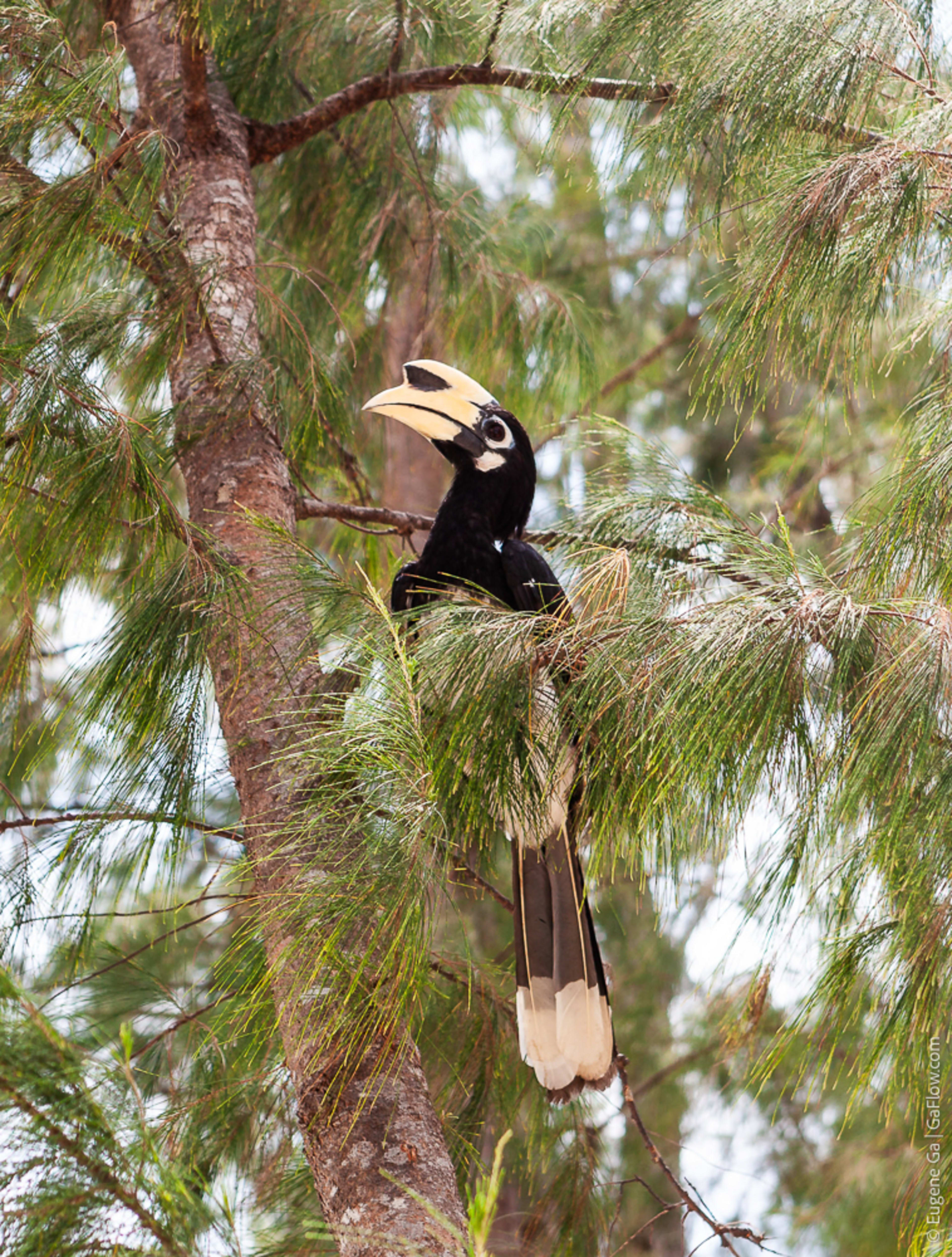 Hornbill