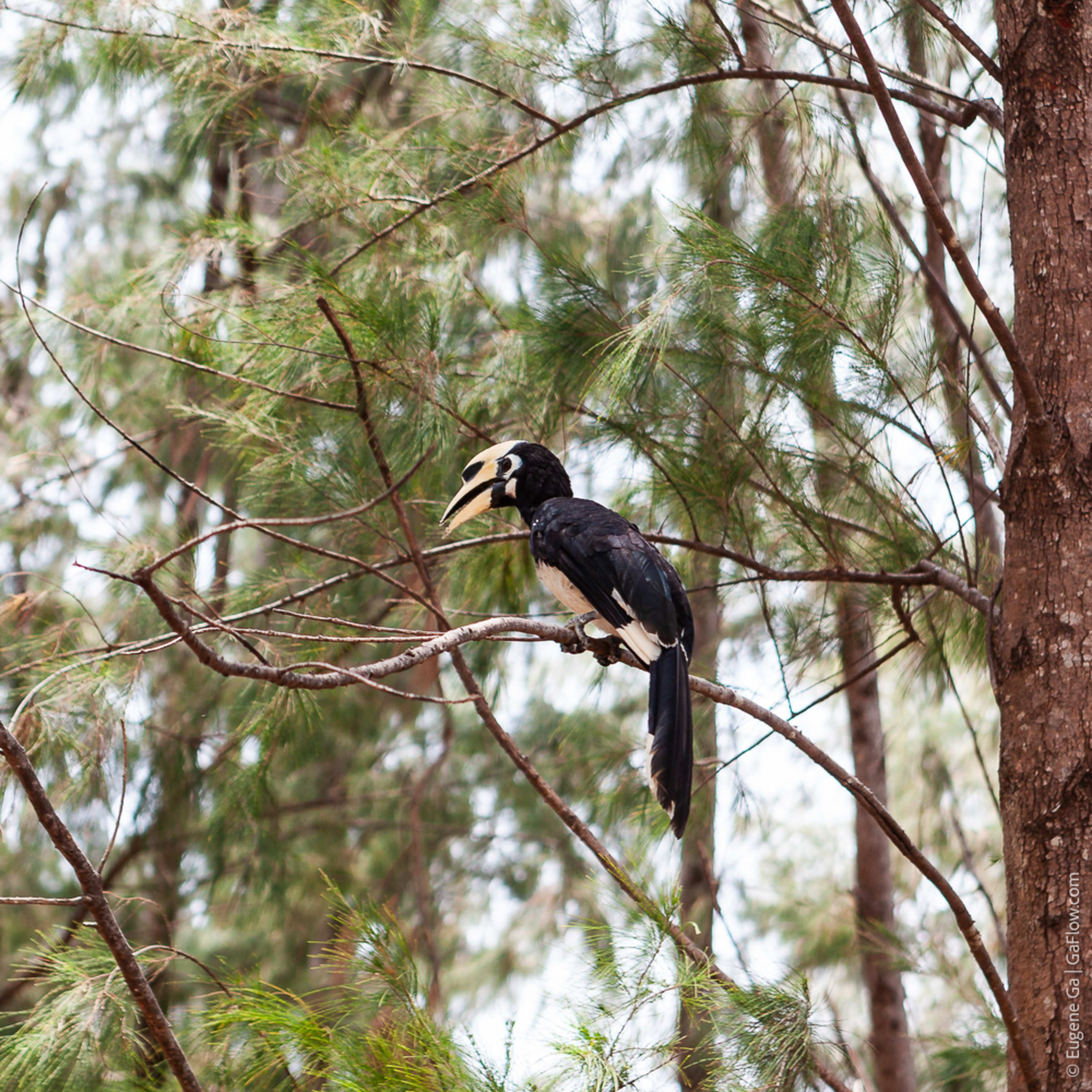 Hornbill