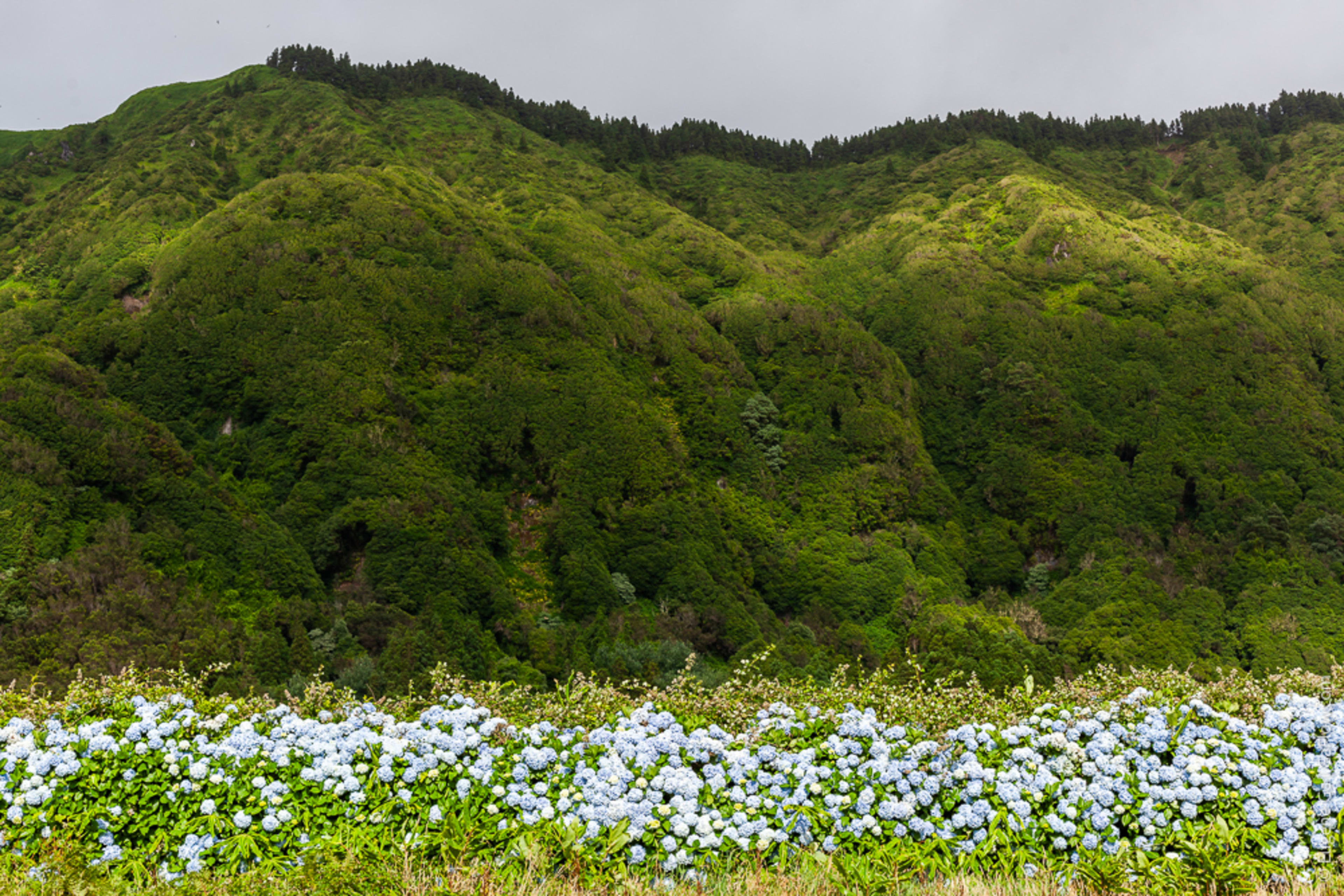 Hydrangeas