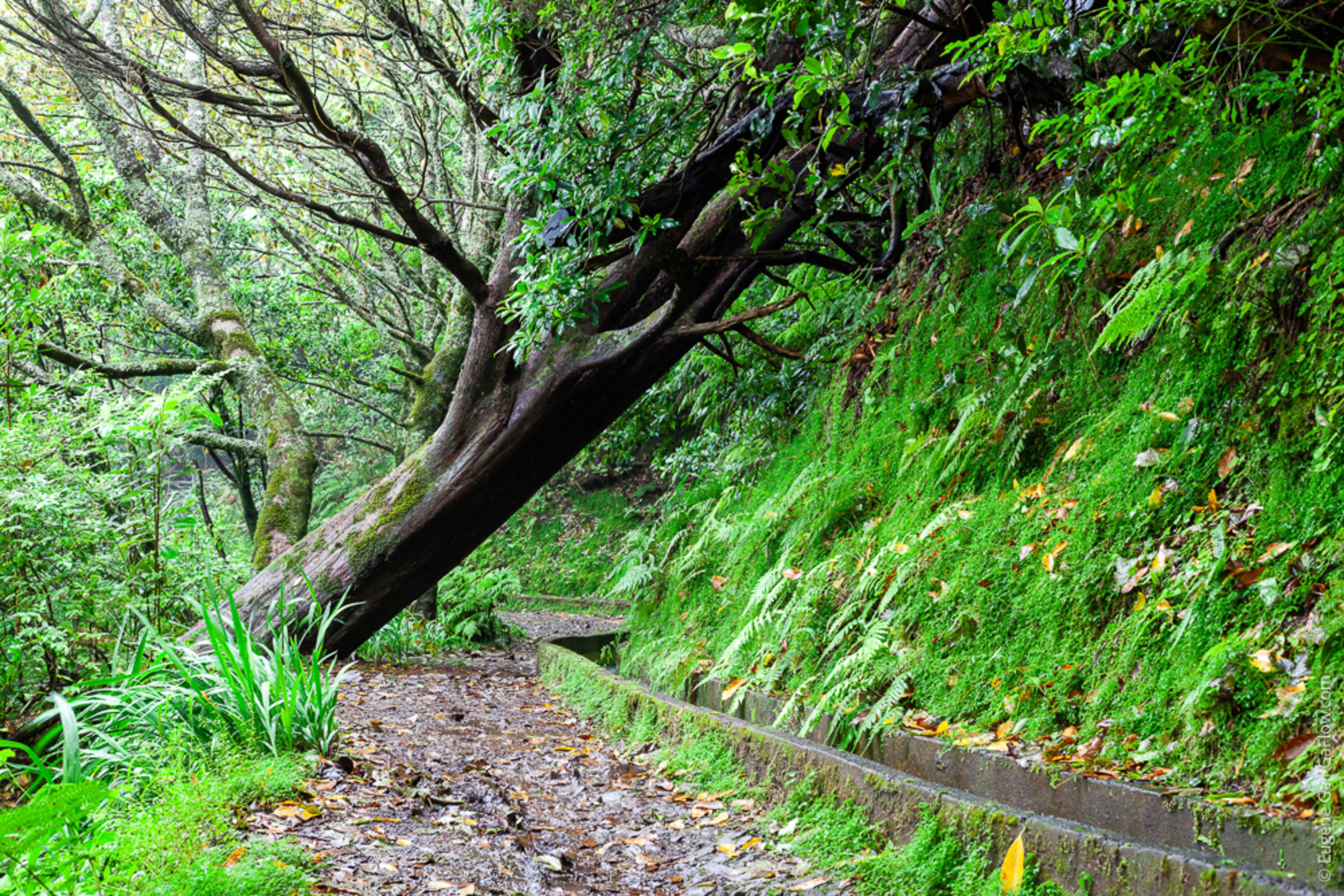 Levada