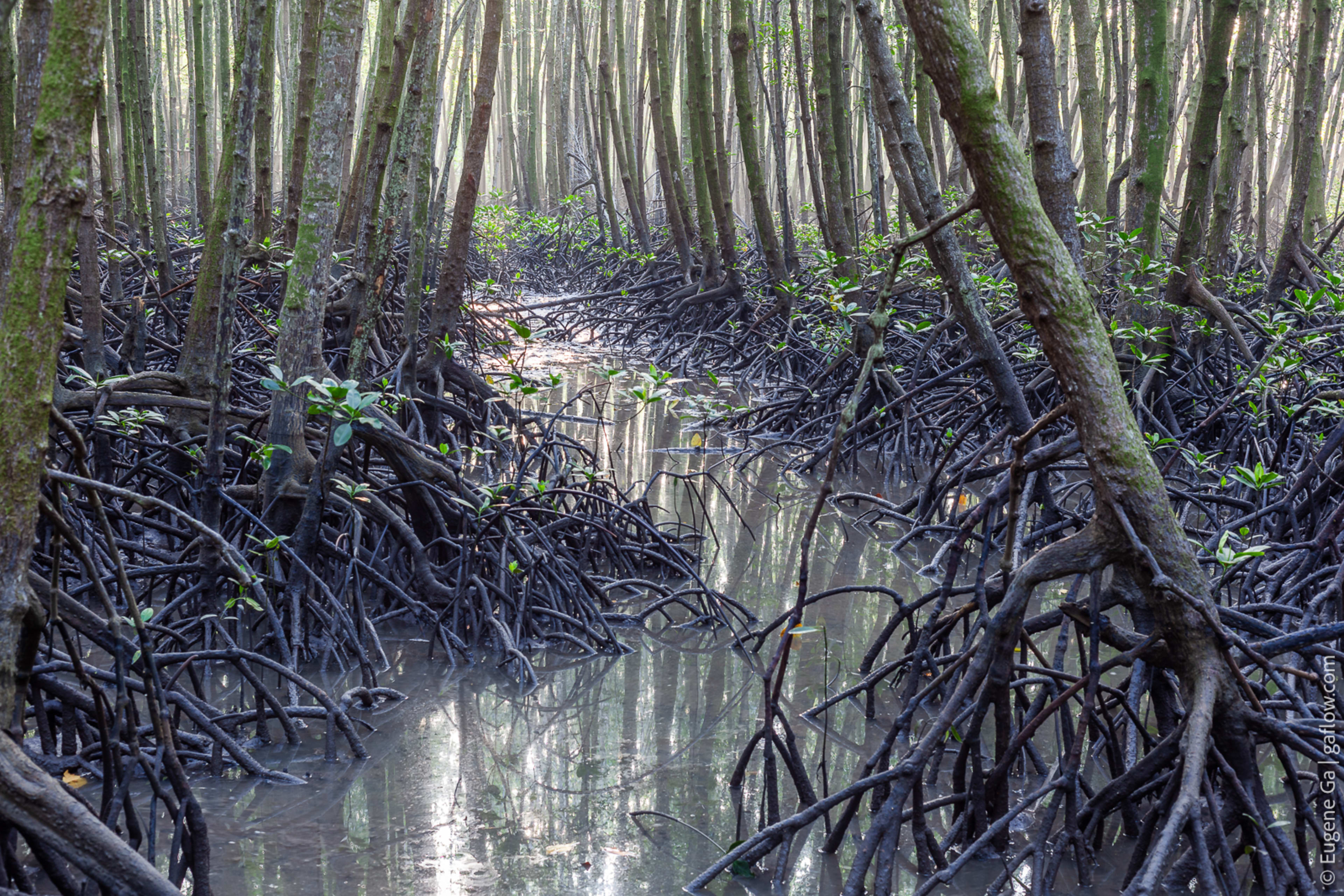 Mangrove