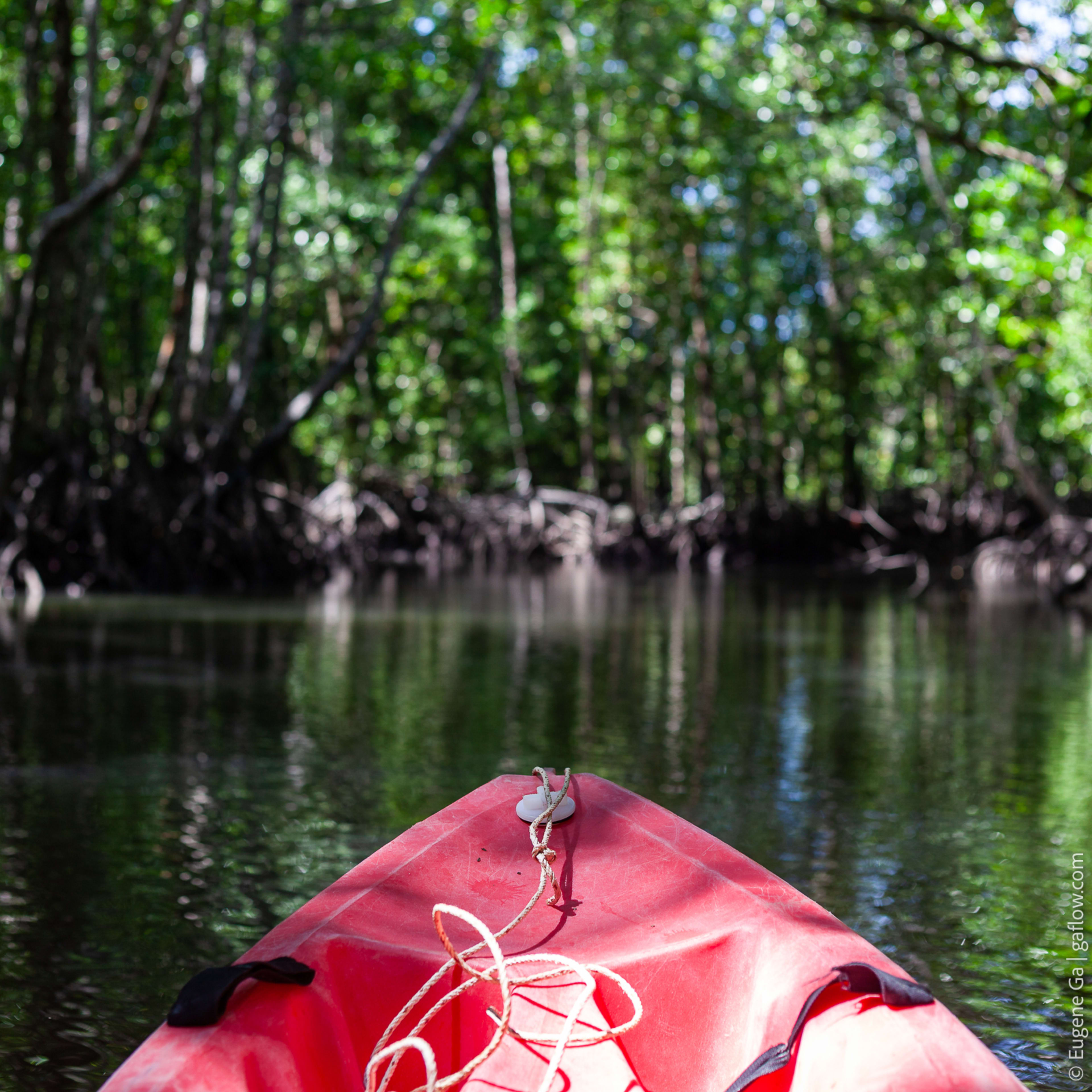 Mangrove Kayaking