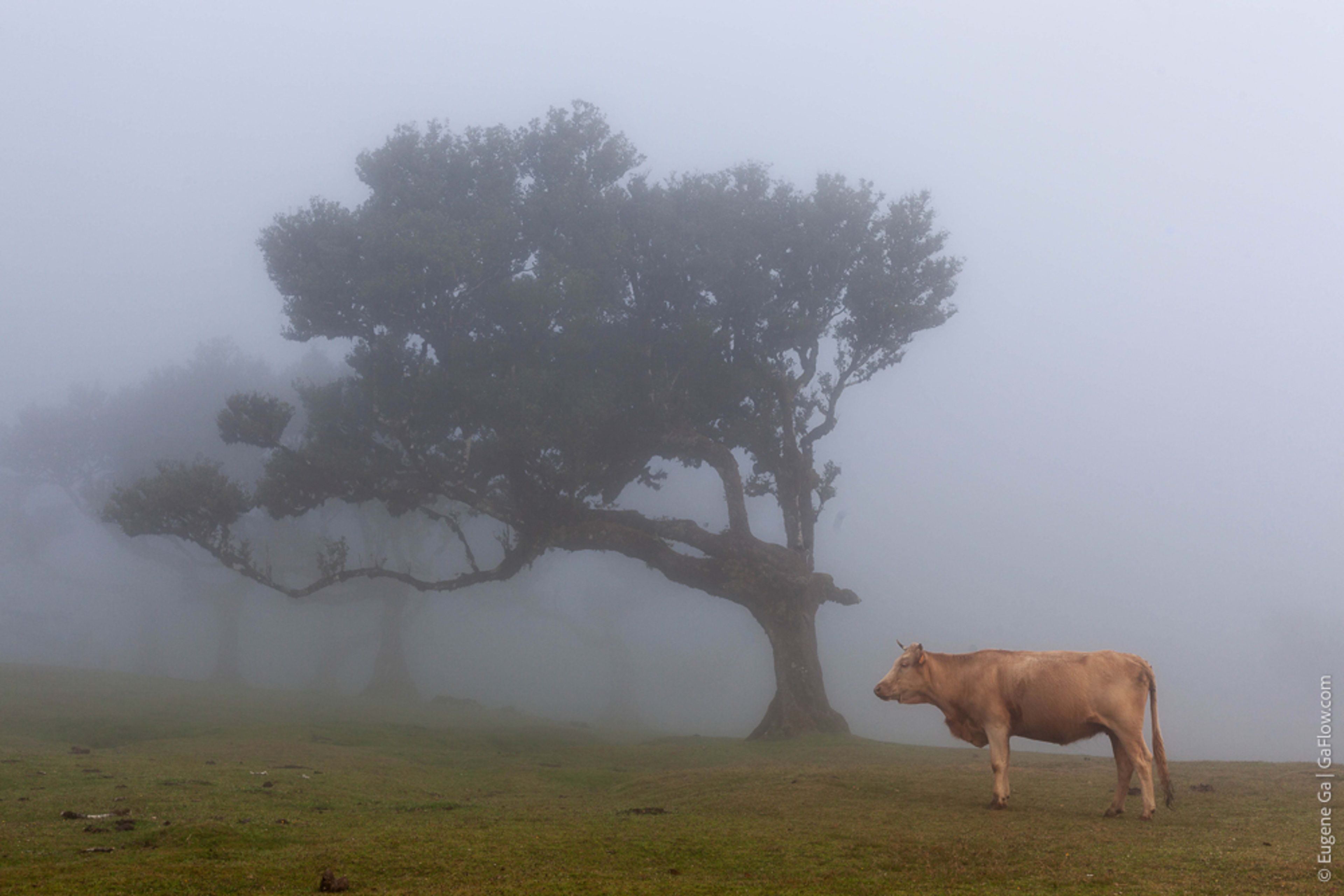Misty Cow