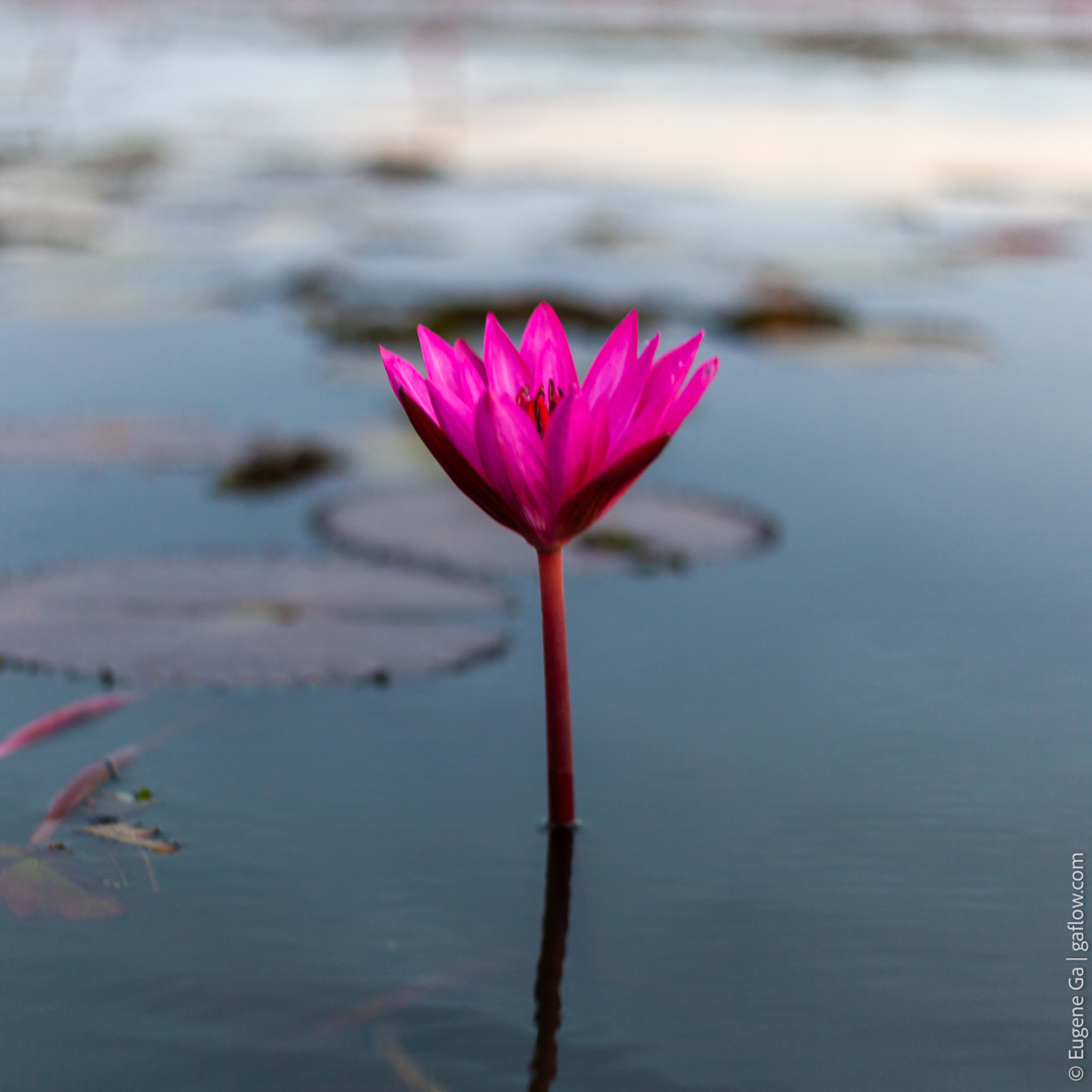 Red Lotus