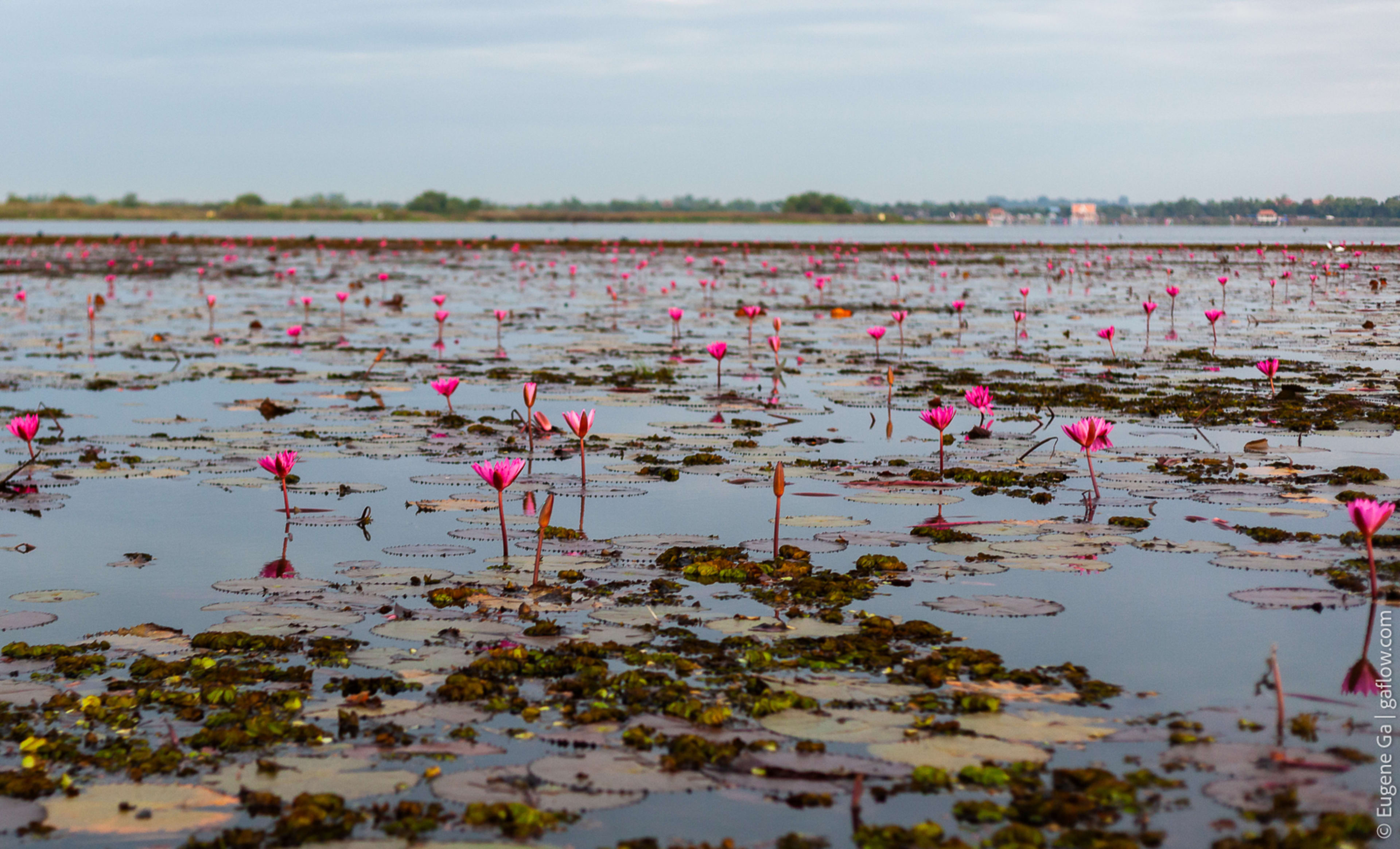 Red Lotus Lake